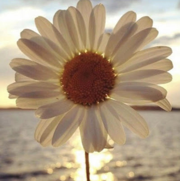 daisy121470